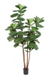 56908N-iskusstvennyj-ficus-elastica-nitida-kauchukonosnyj-250-cm